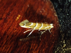 Cameraria ohridella