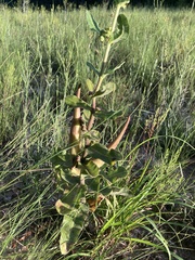 Asclepias obovata