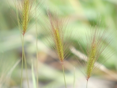Hordeum jubatum