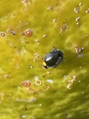 Apolinus lividigaster
