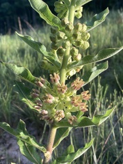 Asclepias obovata