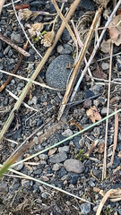 Formicinae