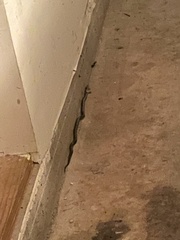Pantherophis alleghaniensis