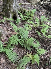 Deparia acrostichoides