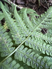 Deparia acrostichoides