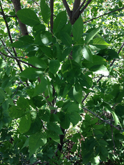 Fraxinus americana