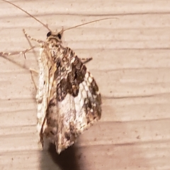 Epirrhoe alternata