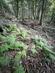 Deparia acrostichoides