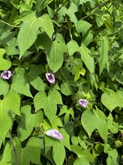 Ipomoea cordatotriloba