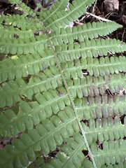 Deparia acrostichoides