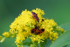 Pyrrhocoris apterus