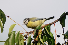 Cyanistes caeruleus
