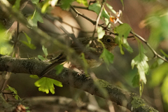 Erithacus rubecula