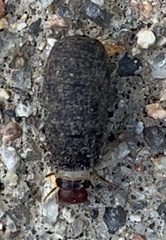 Cryptocephalinae