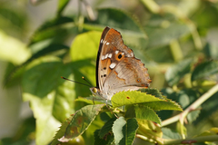 Apatura ilia