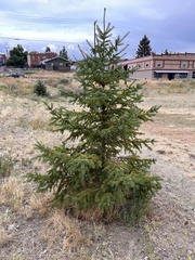 Picea glauca