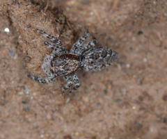 Platycryptus californicus
