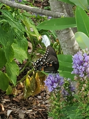 Papilio troilus