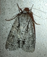 Acronicta hasta