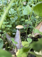 Agrocybe pediades