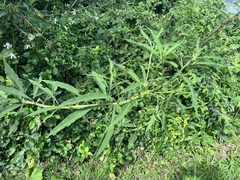 Verbesina alternifolia