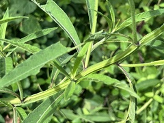 Verbesina alternifolia