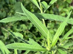 Verbesina alternifolia