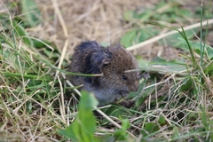 Microtus pennsylvanicus