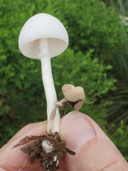 Leucocoprinus cepistipes
