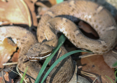 Crotalus willardi