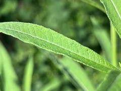 Verbesina alternifolia