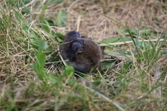 Microtus pennsylvanicus