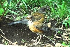 Turdus rufopalliatus