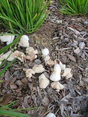 Leucocoprinus cepistipes