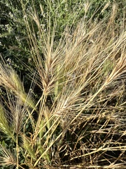 Hordeum murinum