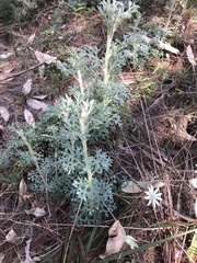 Actinotus helianthi