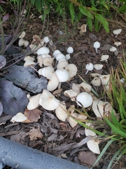 Leucocoprinus cepistipes