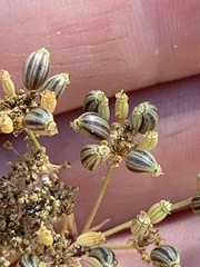 Perideridia kelloggii