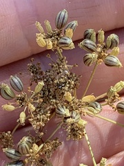 Perideridia kelloggii