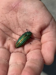 Buprestis aurulenta
