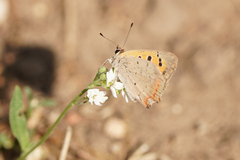 Lycaena phlaeas