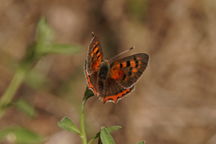 Lycaena phlaeas
