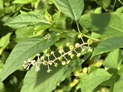 Phytolacca americana