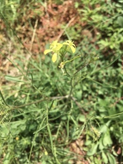 Sisymbrium altissimum