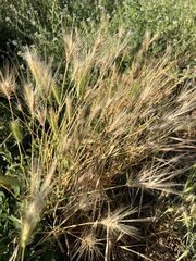 Hordeum murinum