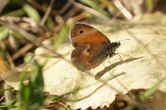 Coenonympha pamphilus