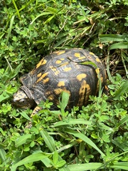 Terrapene carolina