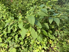 Phytolacca americana