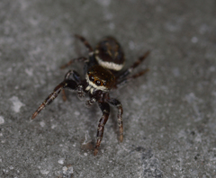 Metaphidippus manni