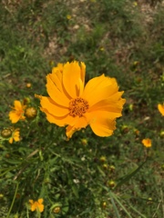 Coreopsis